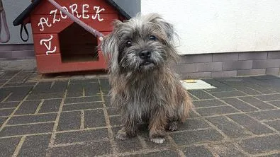 Znaleziono psa, Oborniki, 20 lutego 2024 (1/2)