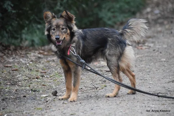 Znaleziono psa, Toruń, 10 stycznia 2024