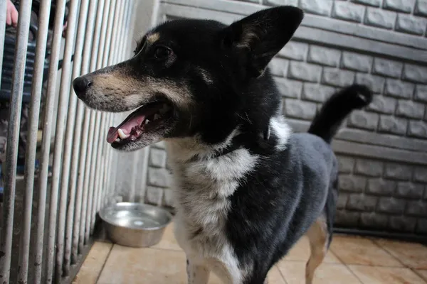 Znaleziono psa, Oborniki, 20 lutego 2024 (4/5)