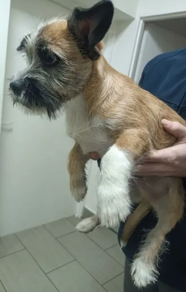 Znaleziono psa, Radom, 22 lutego 2024