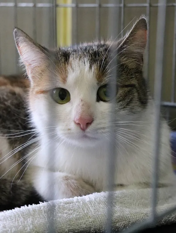 Znaleziono kota, Łódź, 23 lutego 2024 (1/5)