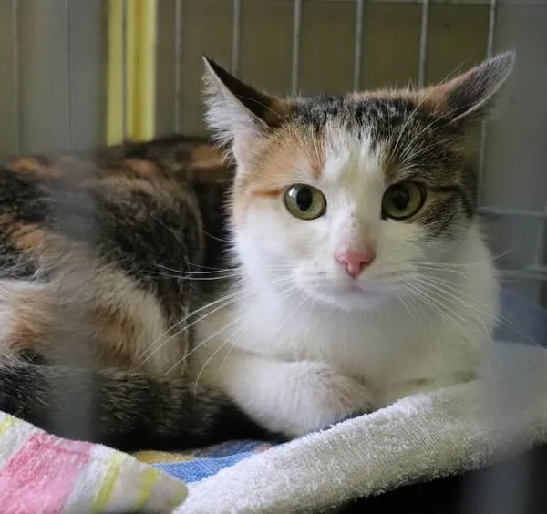 Znaleziono kota, Łódź, 23 lutego 2024 (3/5)