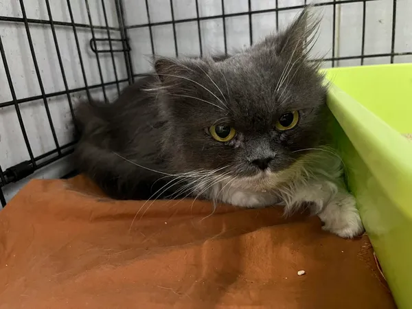 Znaleziono kota, Sosnowiec, 21 lutego 2024 (1/2)