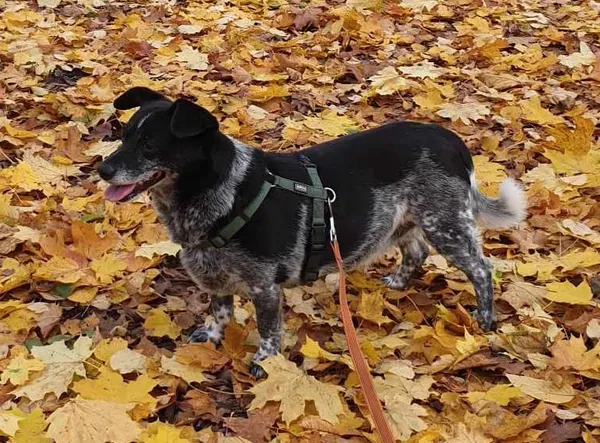 Zaginął pies, Pniewy, 24 lutego 2024 (1/3)