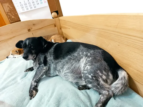 Zaginął pies, Pniewy, 24 lutego 2024 (2/3)