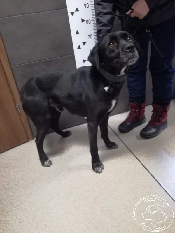 Znaleziono psa, Chełmek, 23 lutego 2024