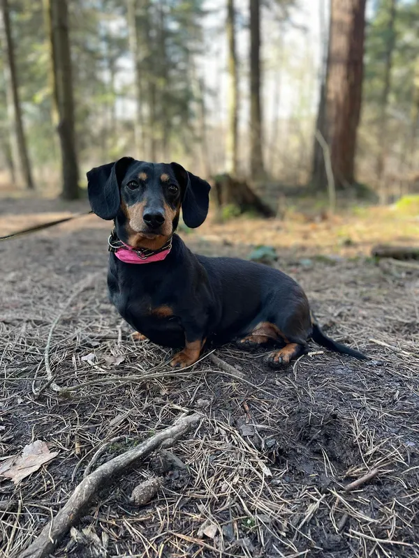 Pies do adopcji, Kielce, 24 lutego 2024