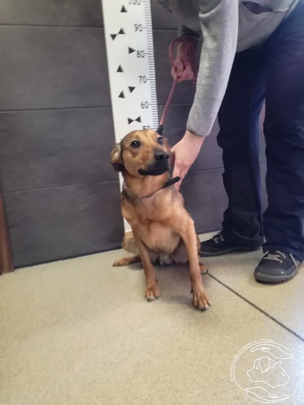 Znaleziono psa, Chełmek, 24 lutego 2024