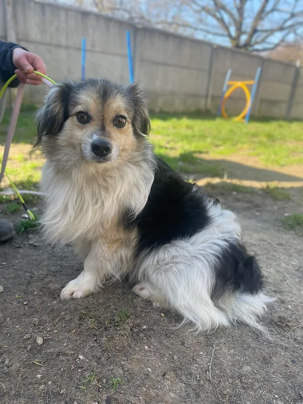 Pies do adopcji, Kielce, 24 lutego 2024