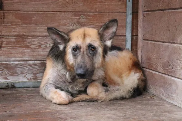 Znaleziono psa, Łódź, 24 lutego 2024 (1/5)