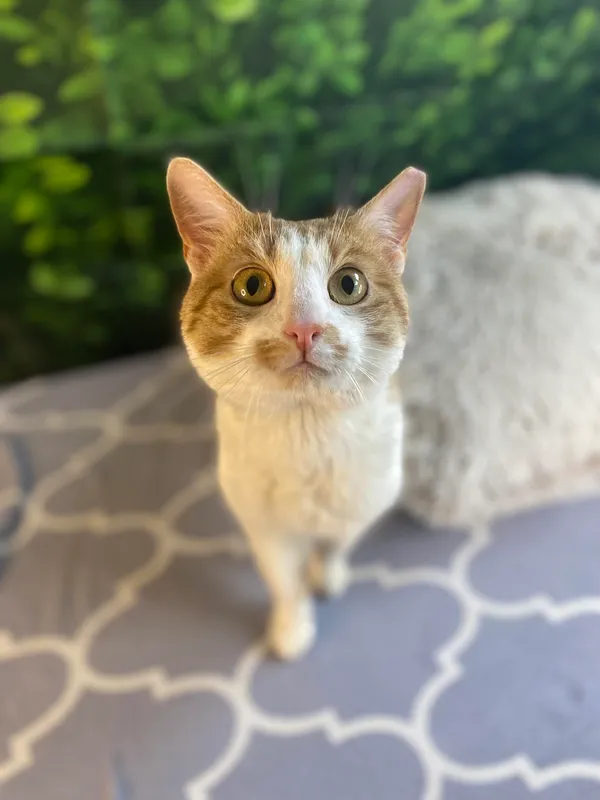 Pies do adopcji, Kielce, 24 lutego 2024