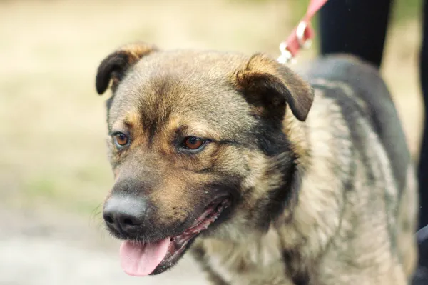 Pies do adopcji, Nowodwór, 24 lutego 2024 (2/5)