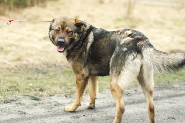 Pies do adopcji, Nowodwór, 24 lutego 2024 (3/5)