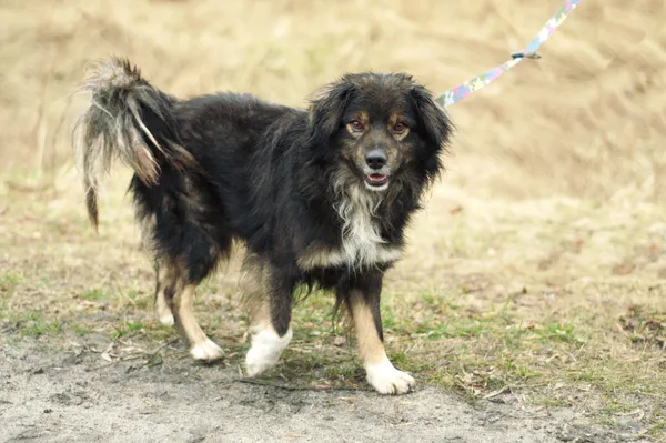 Pies do adopcji, Nowodwór, 24 lutego 2024 (3/5)