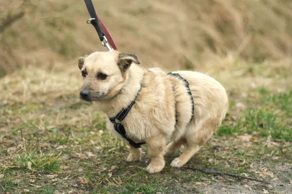 Pies do adopcji, Nowodwór, 24 lutego 2024 (4/5)