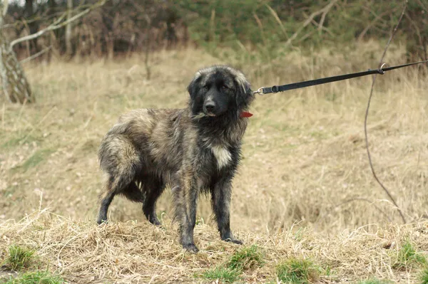 Pies do adopcji, Nowodwór, 24 lutego 2024 (1/5)