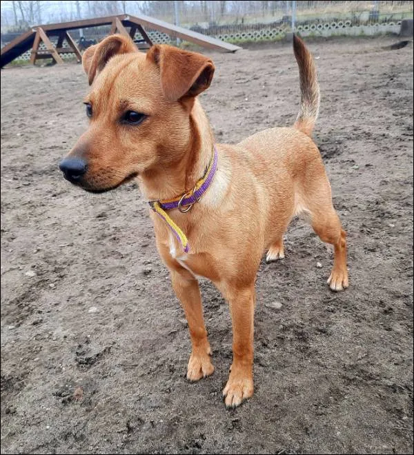 Znaleziono psa, Grudziądz, 28 stycznia 2024