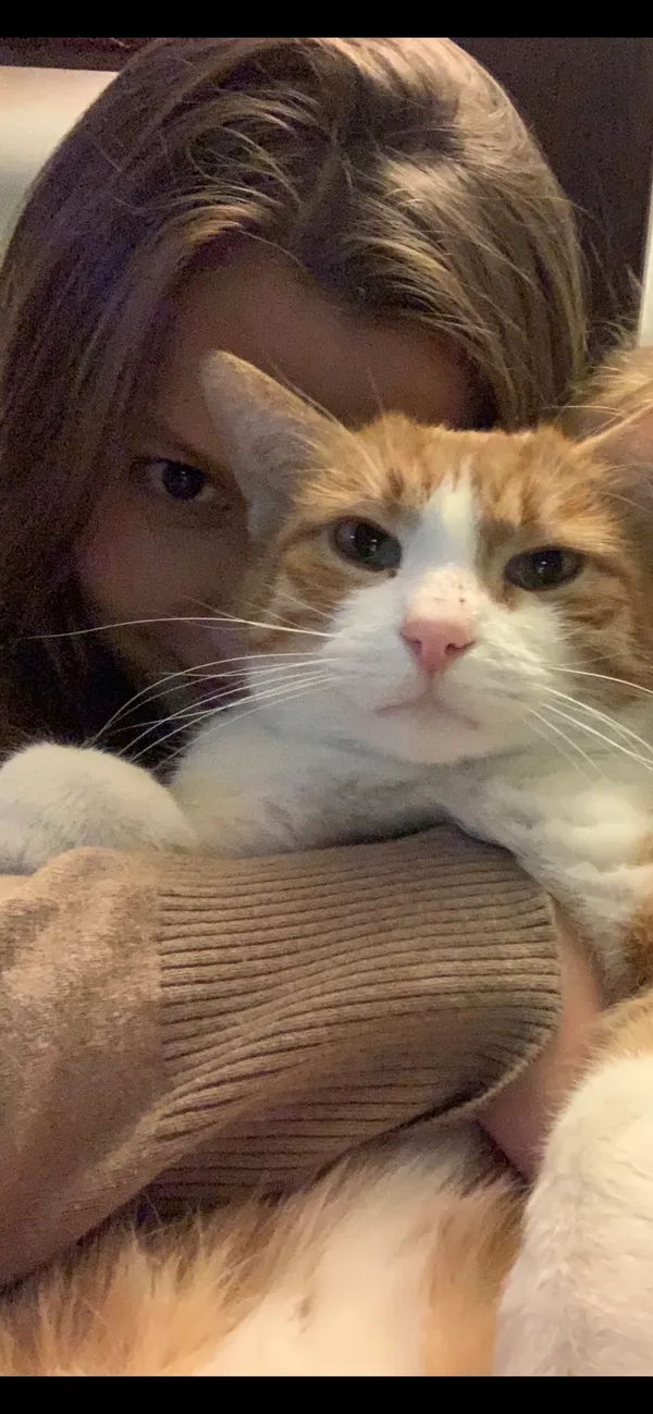 Zaginął kot, Olsztyn, Zielona Górka, 25 lutego 2024 (3/3)