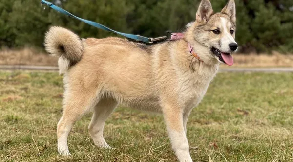 Pies do adopcji, Pieczyska, 25 lutego 2024 (1/5)