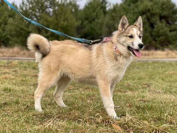 Pies do adopcji, Pieczyska, 25 lutego 2024 (5/5)