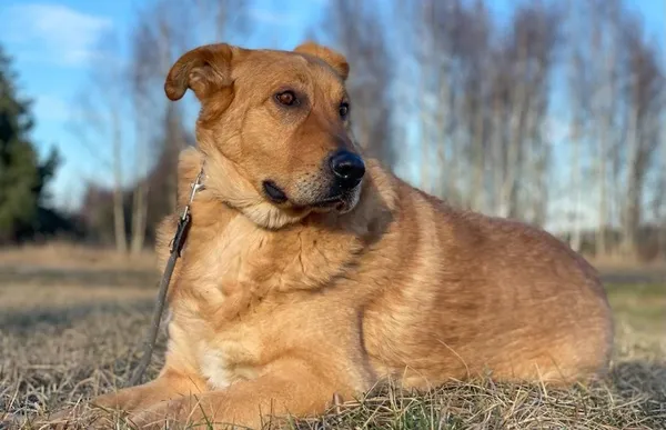 Pies do adopcji, Pieczyska, 25 lutego 2024 (1/5)