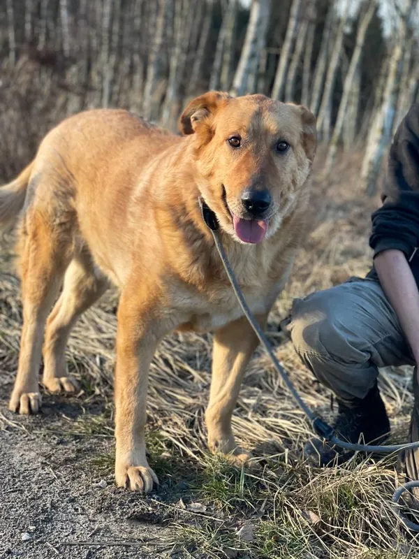 Pies do adopcji, Pieczyska, 25 lutego 2024 (2/5)