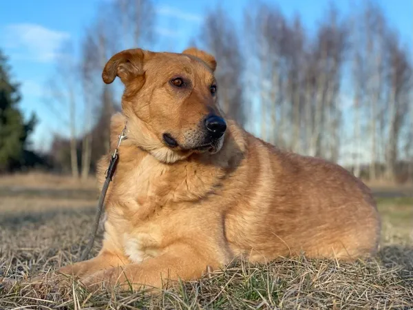 Pies do adopcji, Pieczyska, 25 lutego 2024 (3/5)