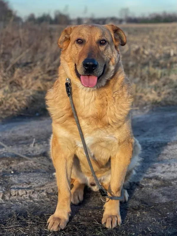 Pies do adopcji, Pieczyska, 25 lutego 2024 (4/5)