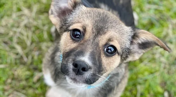 Pies do adopcji, Pieczyska, 25 lutego 2024 (1/2)