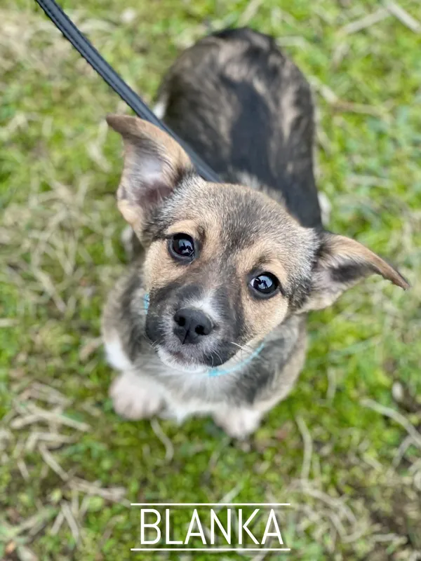 Pies do adopcji, Pieczyska, 25 lutego 2024 (2/2)