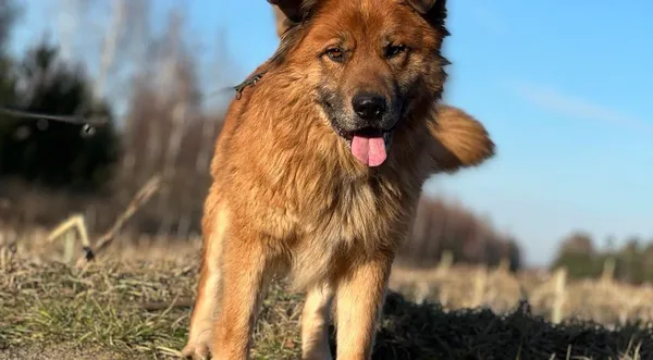 Pies do adopcji, Pieczyska, 25 lutego 2024 (1/5)