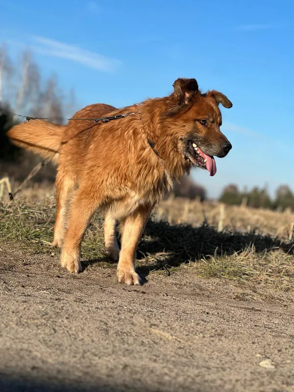 Pies do adopcji, Pieczyska, 25 lutego 2024 (4/5)