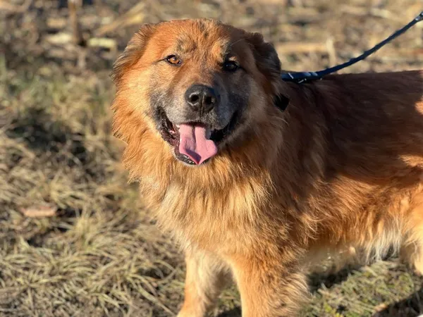 Pies do adopcji, Pieczyska, 25 lutego 2024 (5/5)