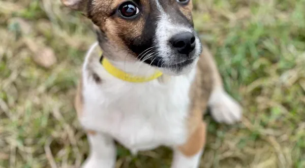 Pies do adopcji, Pieczyska, 25 lutego 2024 (1/2)