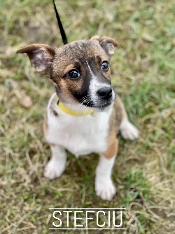 Pies do adopcji, Pieczyska, 25 lutego 2024 (2/2)