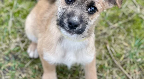 Pies do adopcji, Pieczyska, 25 lutego 2024 (1/2)