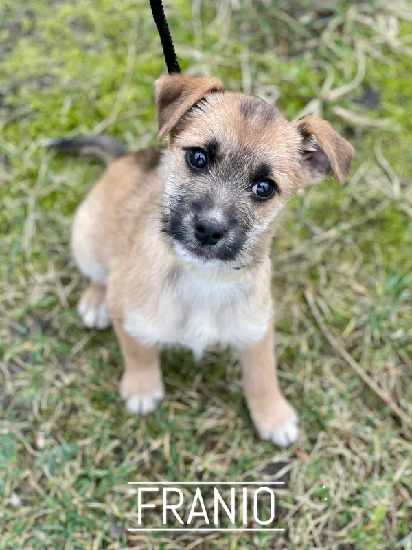 Pies do adopcji, Pieczyska, 25 lutego 2024 (2/2)