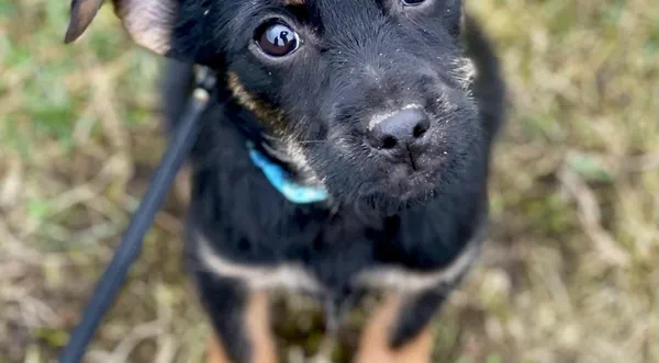 Pies do adopcji, Pieczyska, 25 lutego 2024 (1/2)