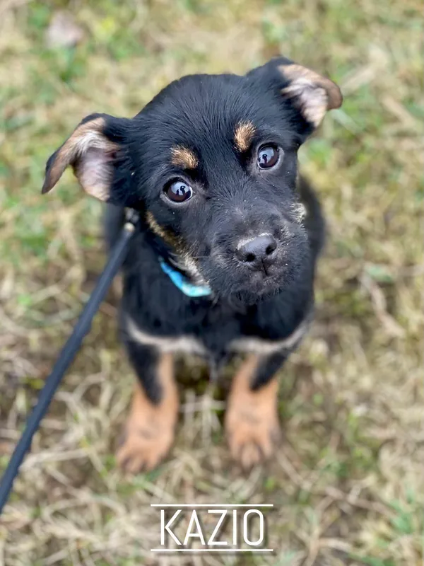 Pies do adopcji, Pieczyska, 25 lutego 2024 (2/2)