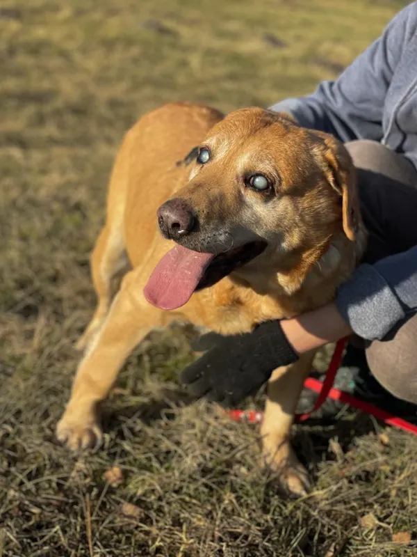 Pies do adopcji, Pieczyska, 25 lutego 2024 (2/5)