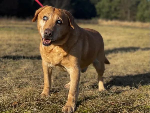 Pies do adopcji, Pieczyska, 25 lutego 2024 (3/5)