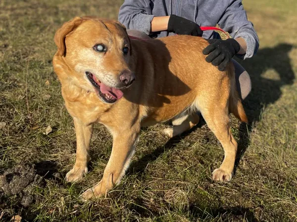 Pies do adopcji, Pieczyska, 25 lutego 2024 (4/5)