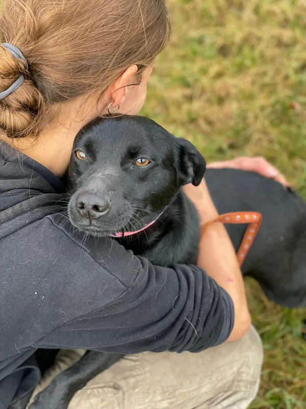 Pies do adopcji, Pieczyska, 25 lutego 2024 (2/5)