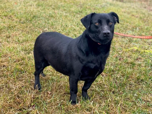 Pies do adopcji, Pieczyska, 25 lutego 2024 (3/5)