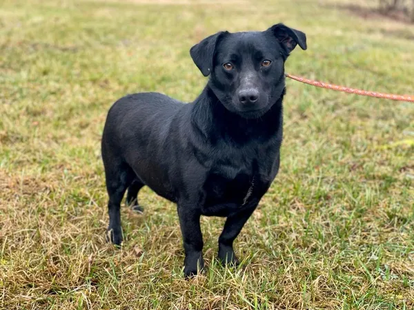 Pies do adopcji, Pieczyska, 25 lutego 2024 (4/5)