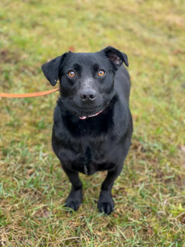 Pies do adopcji, Pieczyska, 25 lutego 2024 (5/5)