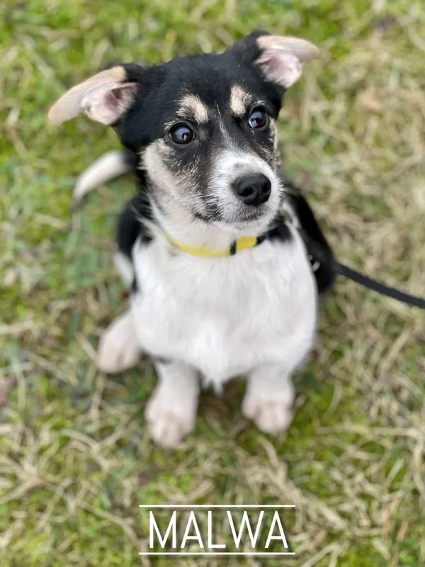 Pies do adopcji, Pieczyska, 25 lutego 2024 (2/2)