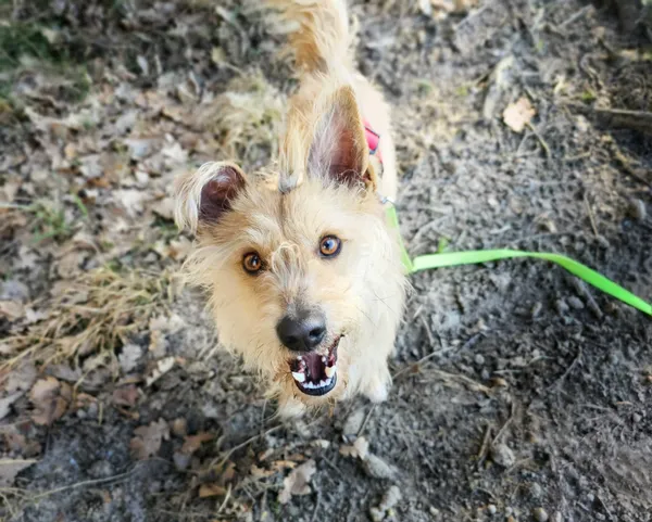 Pies do adopcji, Sosnowice, 20 lutego 2024 (1/4)