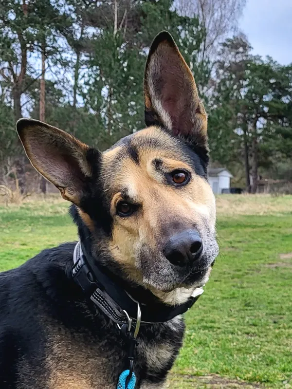 Pies do adopcji, Sosnowice, 20 lutego 2024 (1/4)