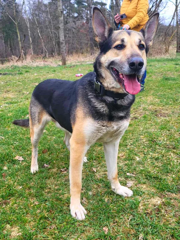 Pies do adopcji, Sosnowice, 20 lutego 2024 (3/4)